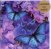 Various :  Butterfly 1 (cd Card)  (Paradise)